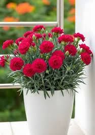 Szegfű cserepes palánta cs10