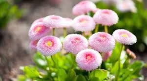 Százszorszép palánta