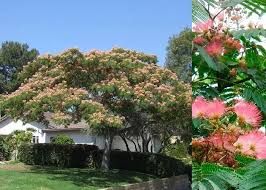 Albizia julibrissin 'Ombrella' - Selyemakác