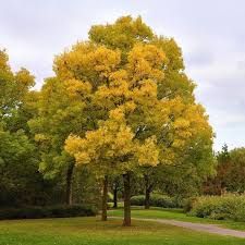 Fraxinus excelsior Jaspidea - Aranykőris 250cm