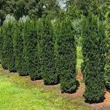 Taxus x media 'Stricta Viridis' - Tiszafa,125/150 Taxus x media 'Stricta Viridis' - Tiszafa,125/150
