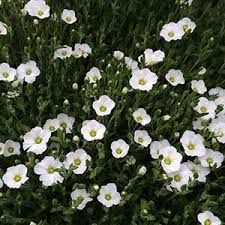 Arenaria montana - Homokhúr