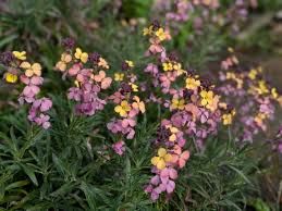 Erysimum - Repcsény