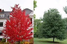 Acer rubrum 'Sun Valley' – Vörös juhar