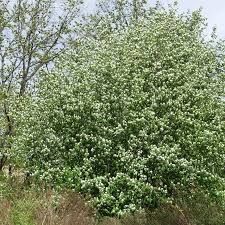 Amelanchier alnifolia 'Thiessen' – Mézalmácska