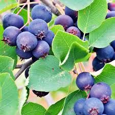 Amelanchier alnifolia 'Thiessen' – Mézalmácska