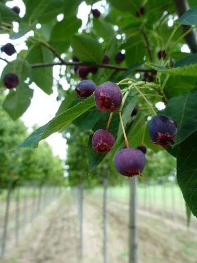 Amelanchier arborea 'Robin Hill' – Fanyarka
