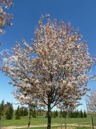 Amelanchier arborea 'Robin Hill' – Fanyarka