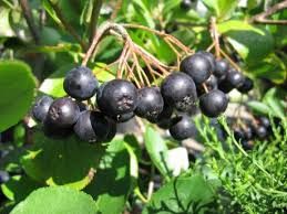 Aronia arbutifolia ’Hugin’- fekete berkenye