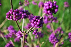 Callicarpa bod. 'Profusion'- törzsre oltott lilabogyó, K7 Callicarpa bod. 'Profusion'- törzsre oltott lilabogyó, K7