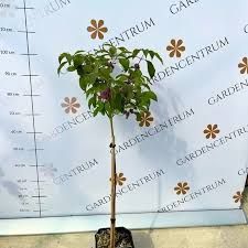 Callicarpa bod. 'Profusion'- törzsre oltott lilabogyó, K7 Callicarpa bod. 'Profusion'- törzsre oltott lilabogyó, K7