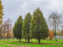 Carpinus betulus 'Fastigliata' - Oszlopos gyertyán