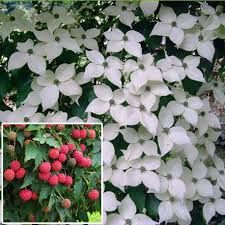 Cornus Kousa 'Milky Way' - csillagsom