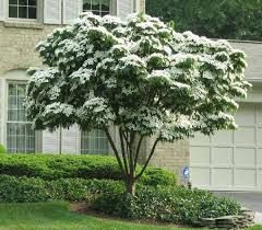 Cornus Kousa 'Milky Way' - csillagsom