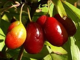 Cornus mas 'Kresowiak' - húsos som