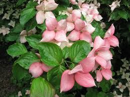 Cornus Kousa 'Rosy Maiden' - csillagsom Cornus Kousa 'Rosy Maiden' - csillagsom