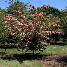 Cornus Kousa 'Rosy Maiden' - csillagsom Cornus Kousa 'Rosy Maiden' - csillagsom