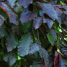 Fagus sylvatica 'purple Fountain' - Vörös levelű bükk