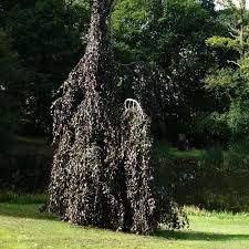 Fagus sylvatica 'purple Fountain' - Vörös levelű bükk