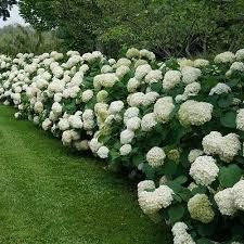 Hydrangea arborescens ‘Strong Annabelle’ - Cserjés hortenzia