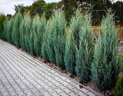 Juniperus Scopulorum 'Moonglow' - oszlopos oregoni boróka 80/100 cm