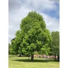 Liriodendron tulipifera - Amerikai Tulipánfa K8