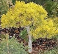 Pinus mugo 'Mops Gold' - Havasi Törpefenyő, Tm40