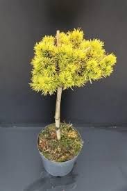 Pinus mugo 'Winter Gold' - Törpe aranyfenyő, Tm40