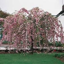 Prunus serrulata 'Kiku Shidare Sakura' - Csüngő ágú díszcseresznye Tm140/160