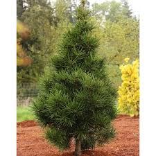 Sciadopitys verticillata – Japán ernyőfenyő, k3 Sciadopitys verticillata – Japán ernyőfenyő, k3