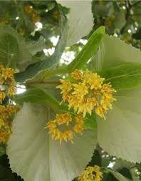 Tilia tomentosa ‘Silver Globe’ – gömb ezüst hárs