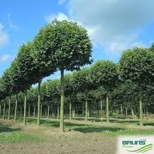 Tilia tomentosa ‘Silver Globe’ – gömb ezüst hárs