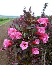 Weigela Florida 'Wine & Roses Alexandra' - Rózsalonc Weigela Florida 'Wine & Roses Alexandra' - Rózsalonc