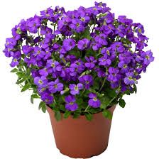 Aubrieta 'Axcent Glacier Sky Blue' – Pázsitviola