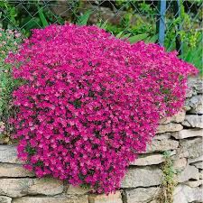Aubrieta 'Florado Red' - pázsitviola