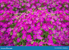 Aubrieta 'Florado Rose Red' - pázsitviola
