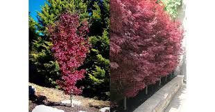 Acer palmatum "Twombley's Red Sentinel"- japán juhar