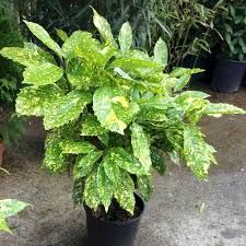 Aucuba janonica 'Crotonifolia Gold' - Japán babérsom Cs13