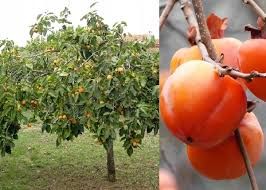 Diospyros kaki 'Rojo / Rosso Brillante' - datolyaszilva