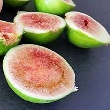 Ficus carica 'Brigitto Bianco'- fügefa, Tm100