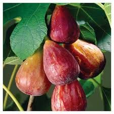 Ficus carica 'Potogallo' - fügefa Tm100