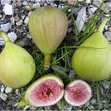 Ficus carica 'Verdino'- fügefa, Tm100