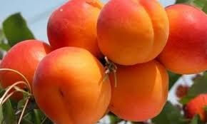 Paviot kaszibarack K5 Paviot kaszibarack K5