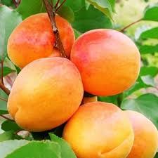 Sungiant kajszibarack, K5 Sungiant kajszibarack, K5