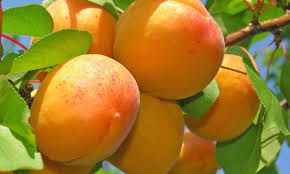 Reale D'imola kajszibarack, K5