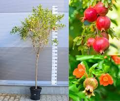 Punica gratum 'Wonderful'- Termős gránátalma, törzses, K7,5
