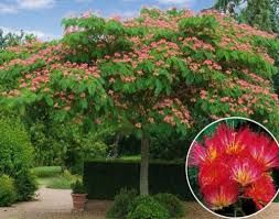 Albizia julibrissin - Selyemakác