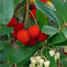 Arbutus unedo - Nyugati szamócafa