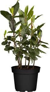 Laurus nobilis – étkezési babér