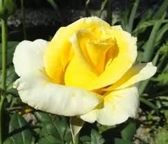 Golden Parfume - teahibrid rózsa